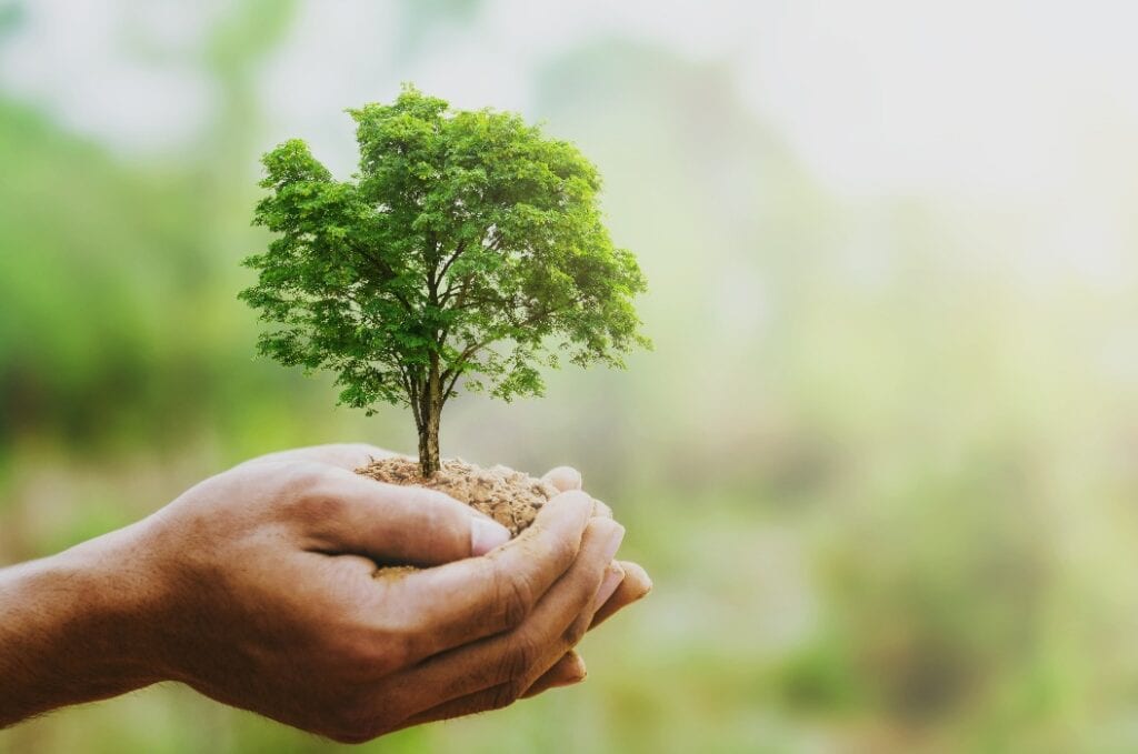 hand holdig big tree growing on green background with sunshine