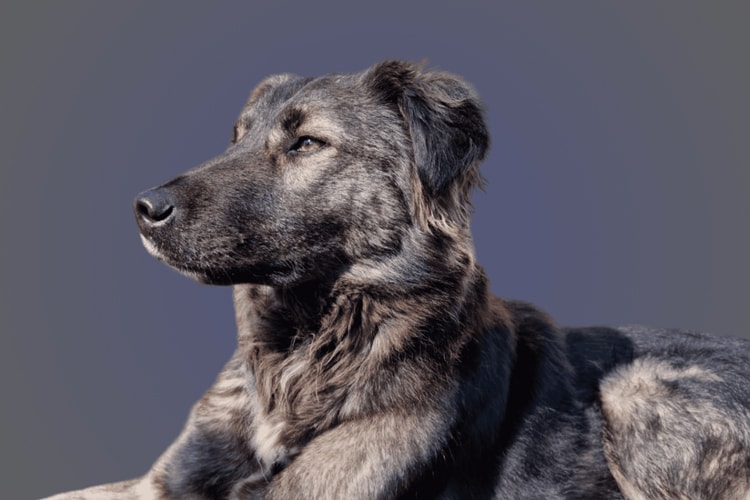 Buddy hund